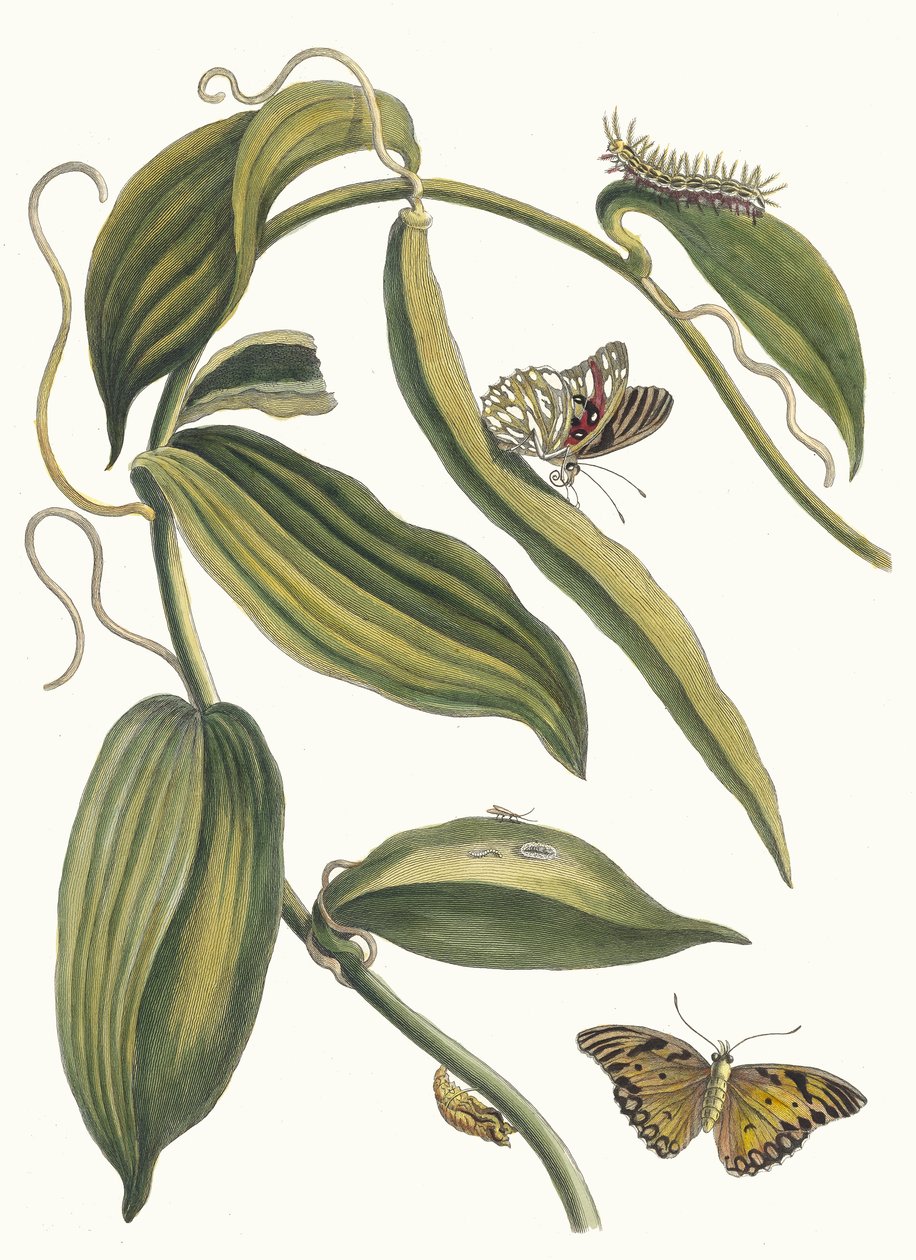 Banille. Aus dem Buch Metamorphosis insectorum Surinamensium, 1705 von Maria Sibylla Merian