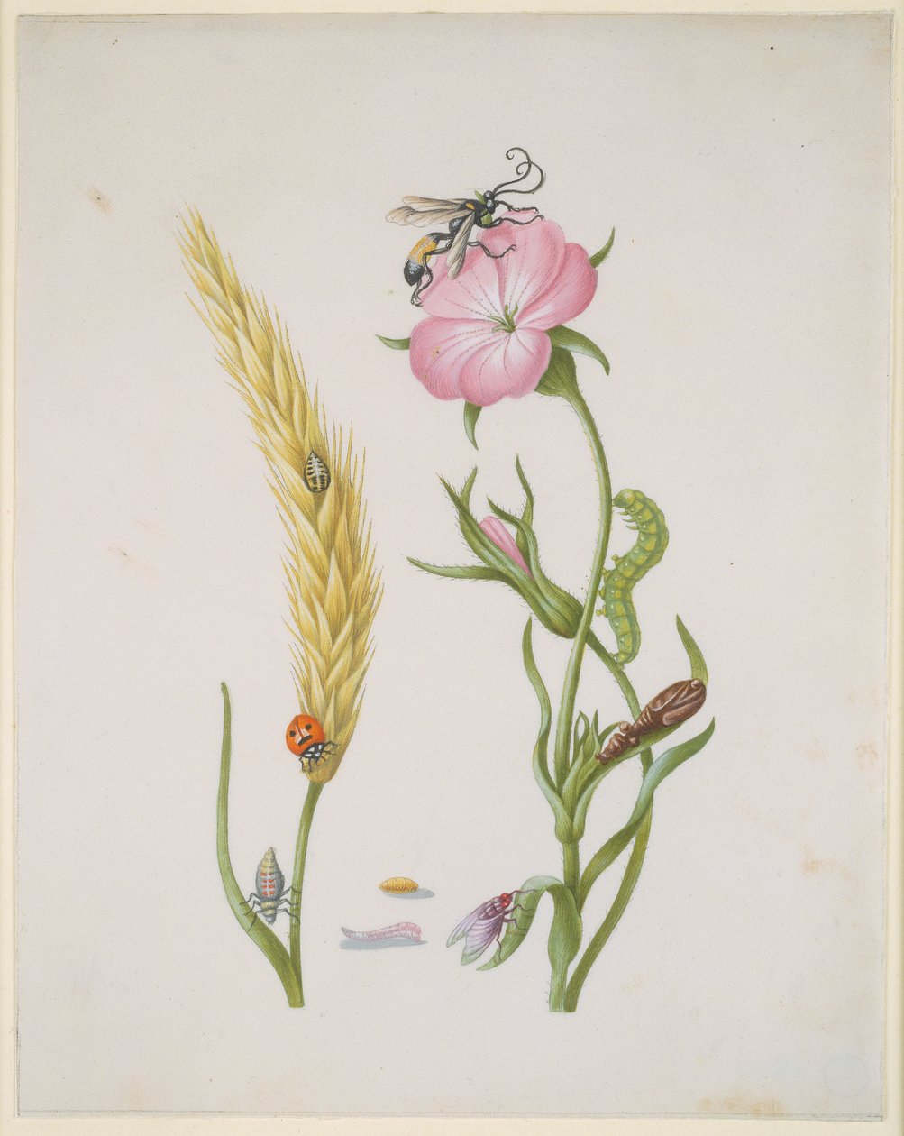 Getreideähre und Kornrade mit Metamorphosen des Fünffleck-Marienkäfers und der Schmeißfliege von Maria Sibylla Merian
