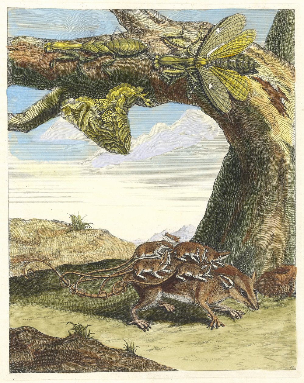 Waldmaus. Aus dem Buch Metamorphosis insectorum Surinamensium, 1705 von Maria Sibylla Merian