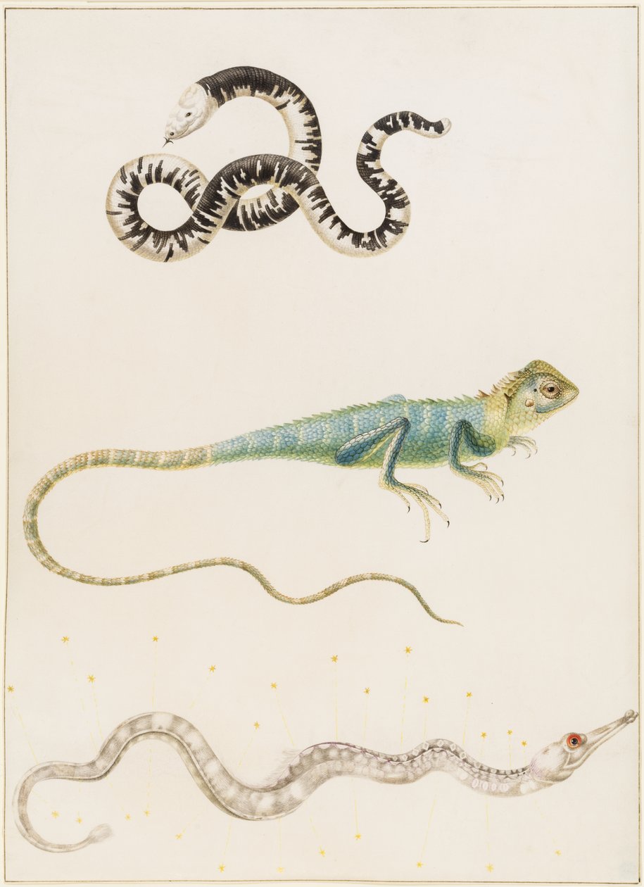 Südamerikanischer Kleinwurm, Leguan oder Ostindischer Baumechse und Seenadel von Maria Sibylla Merian
