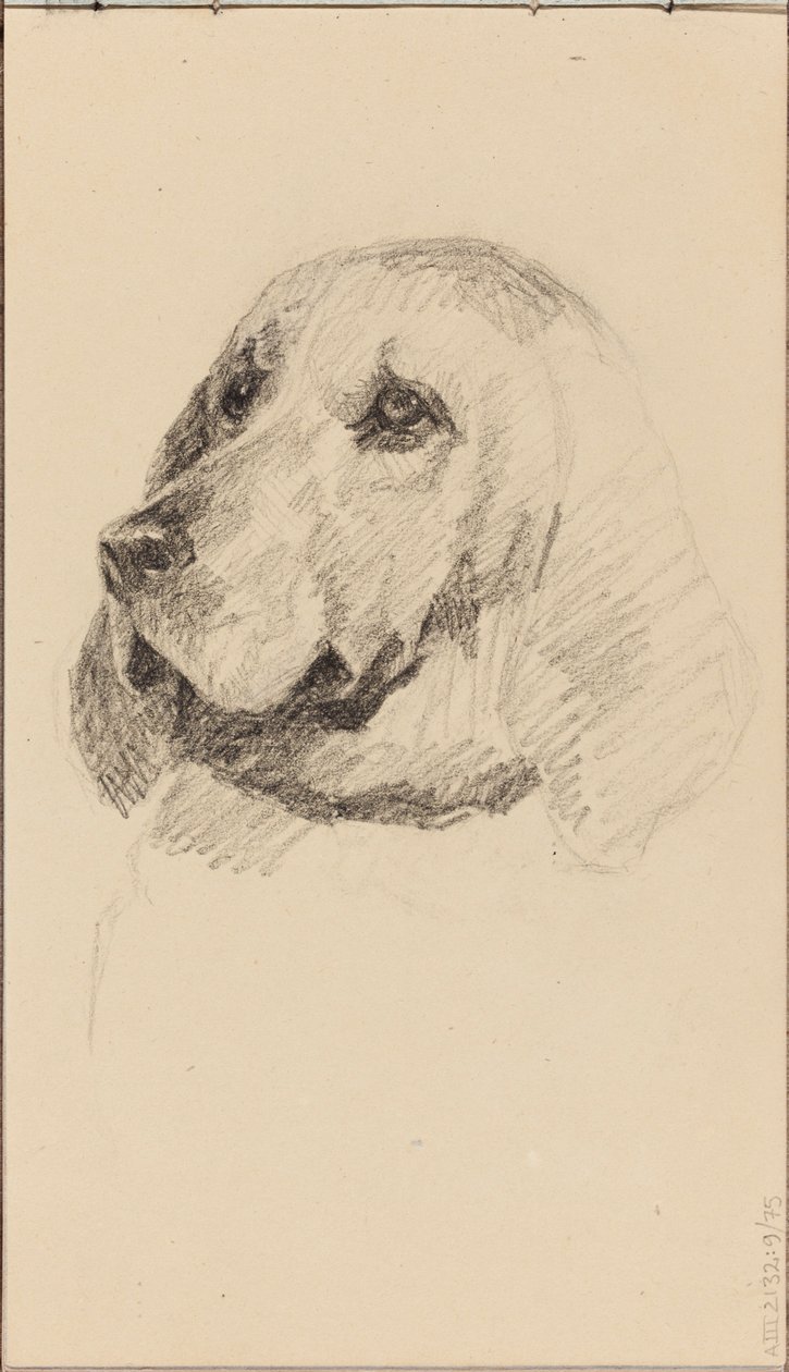 Kopf eines Hundes von Maria Wiik