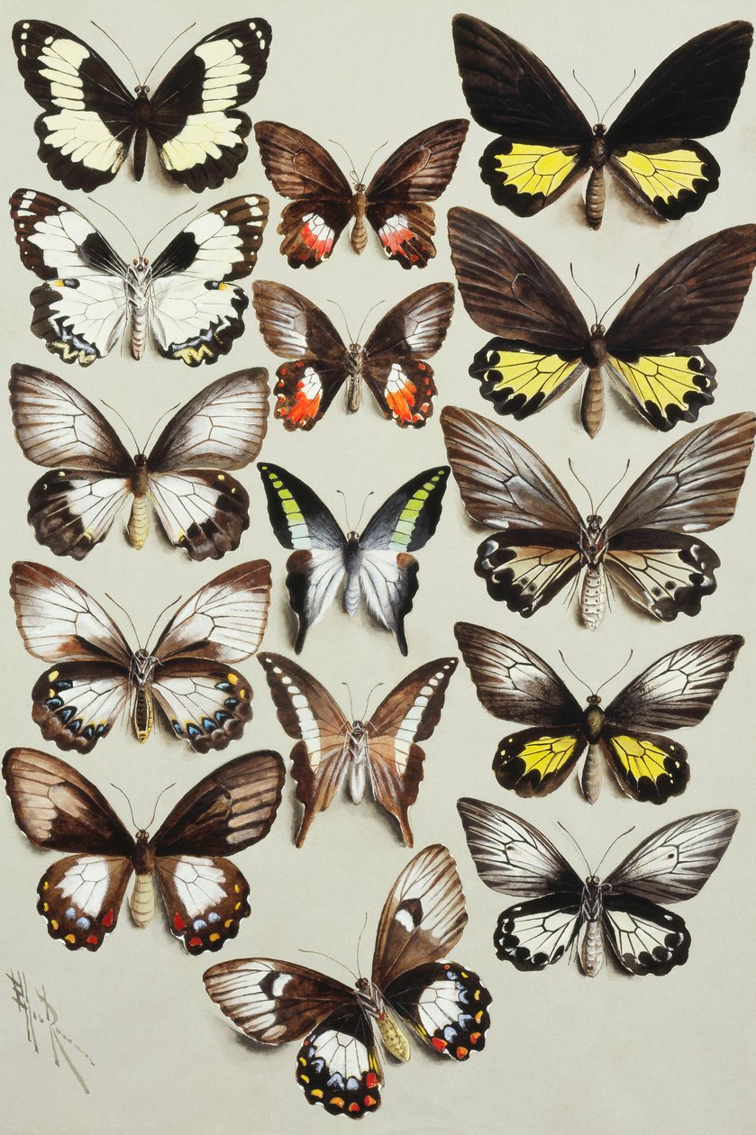 Fünfzehn Schwalbenschwanz-Schmetterlinge (Familie Papilionidae) in drei Spalten von Marian Ellis Rowan
