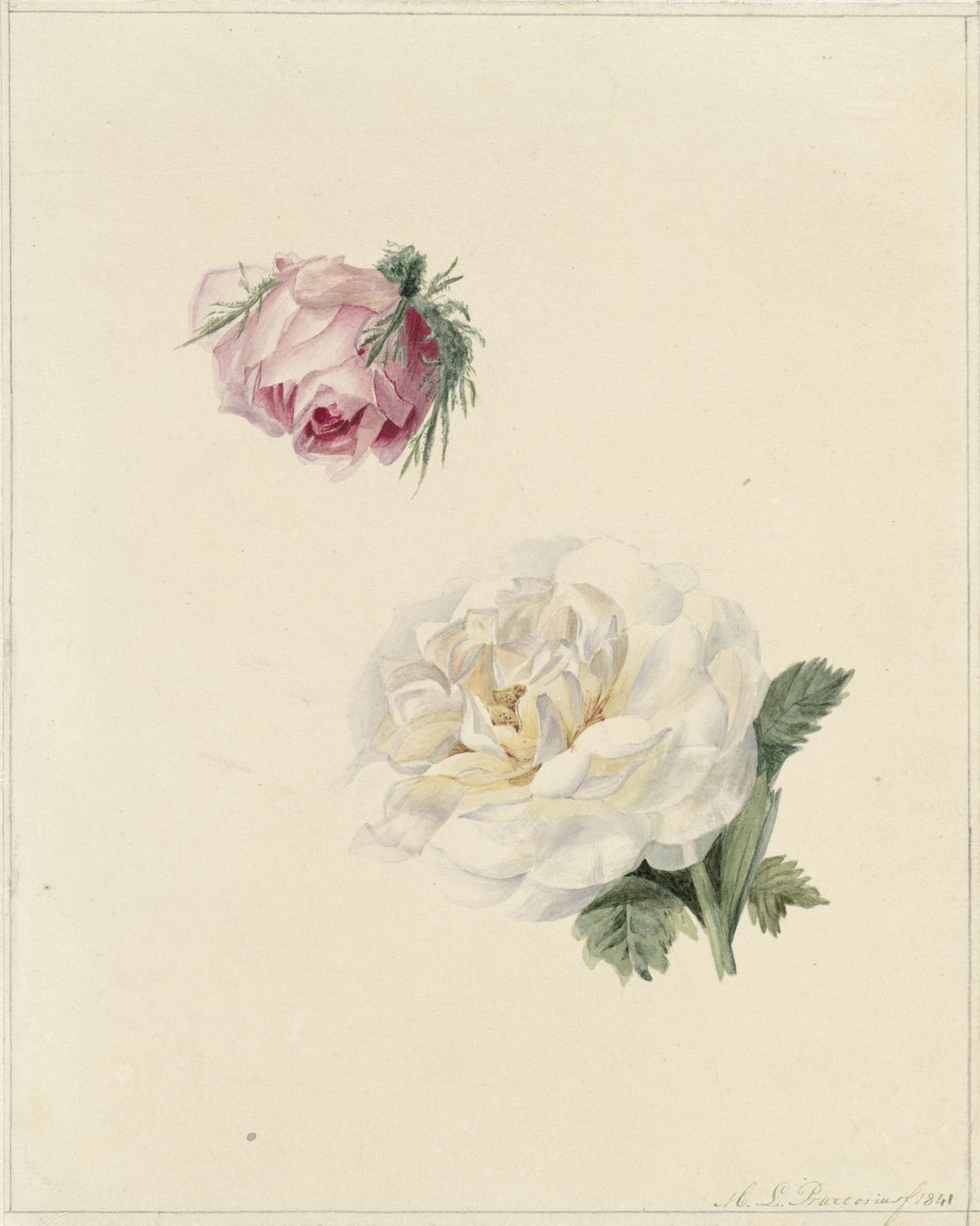 Studien einer rosa und einer weißen Rose von Marie Louise Praetorius