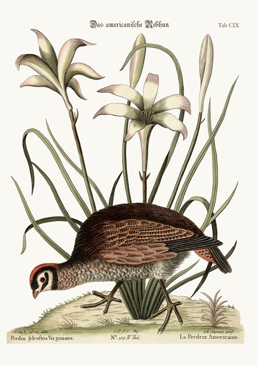 Die amerikanische Rebhuhn, 1749-73 von Mark Catesby