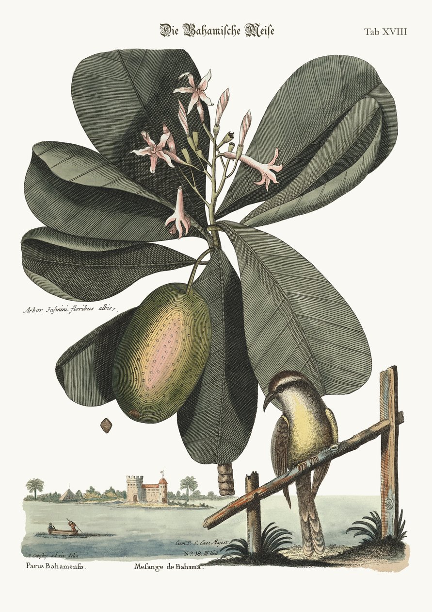 Die Bahama-Meise, 1749-73 von Mark Catesby