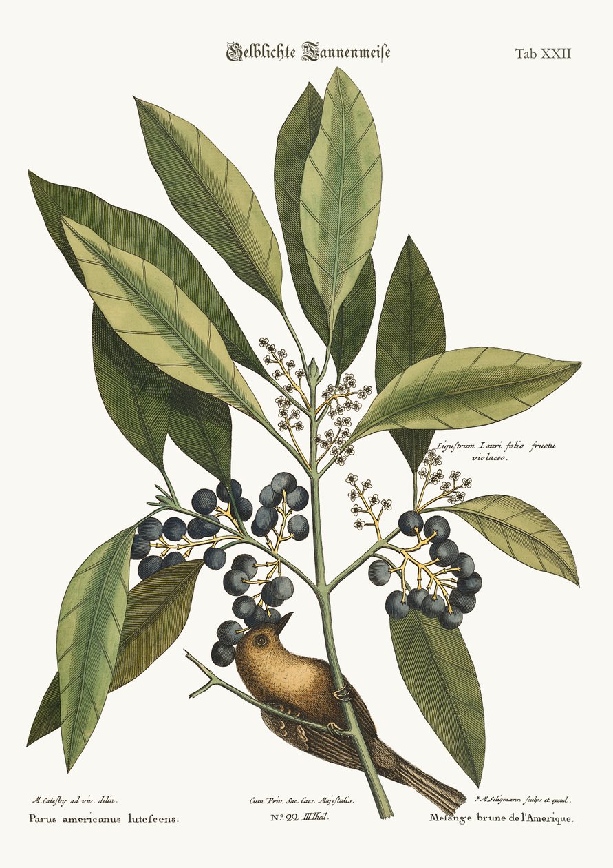 Der Kiefernhäher, 1749-73 von Mark Catesby