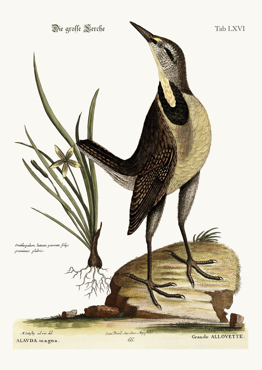 Die große Lerche, 1749-73 von Mark Catesby