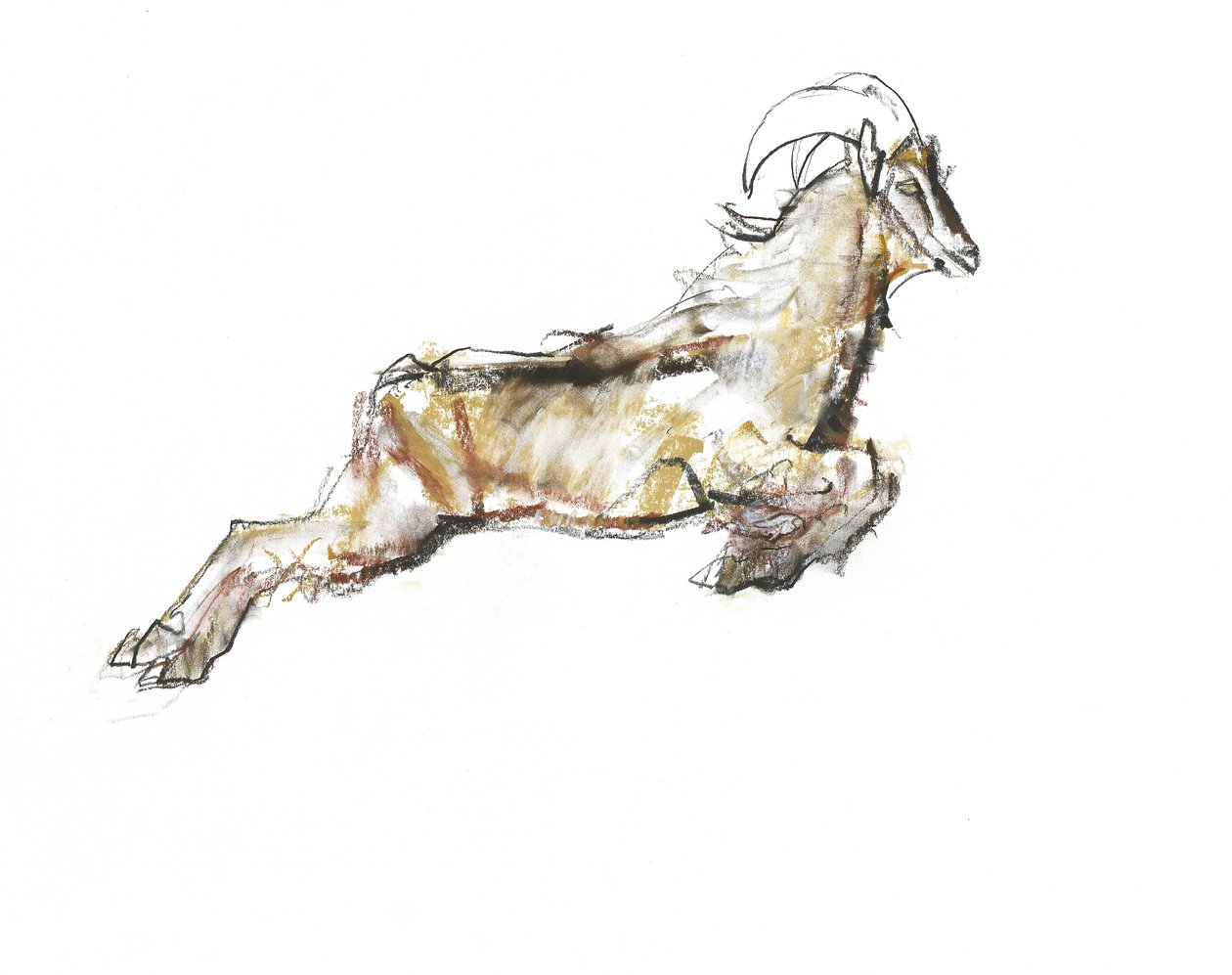 Arabischer Tahr, 2009 von Mark Adlington