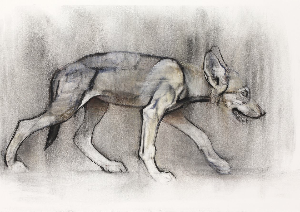 Magerer Welpe (Arabischer Wolf), 2009 von Mark Adlington