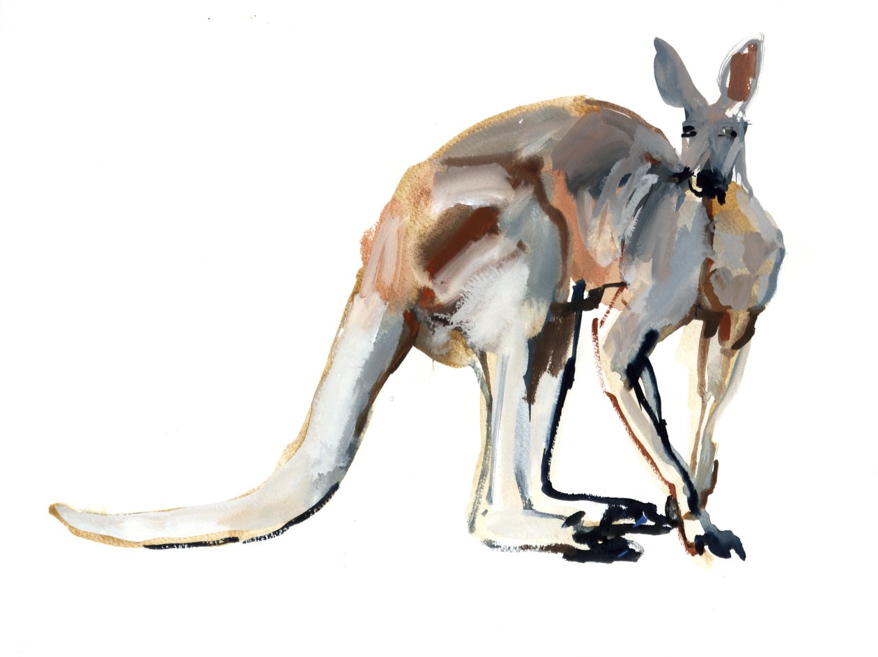 Roo (Roter Känguru), 2012 von Mark Adlington