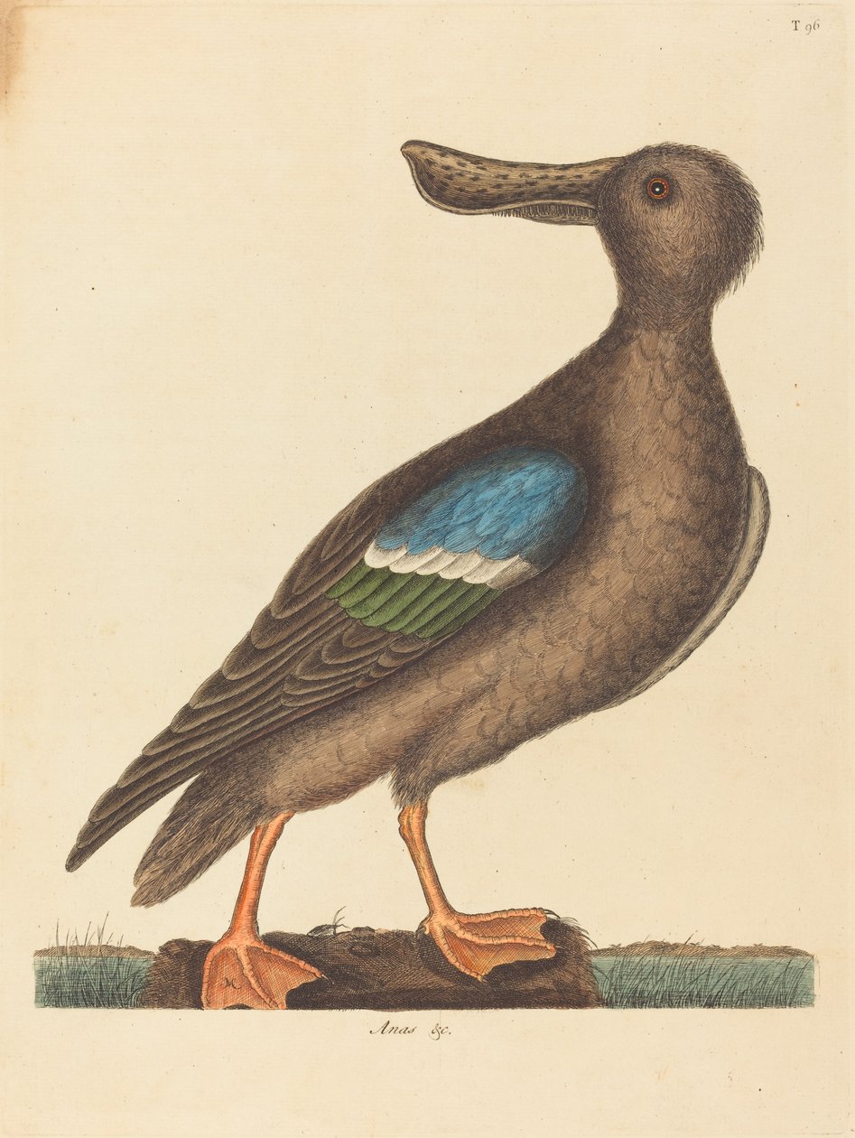Der Blauflügelige Löffelente Anas clypeata foemina, veröffentlicht 1754 von Mark Catesby