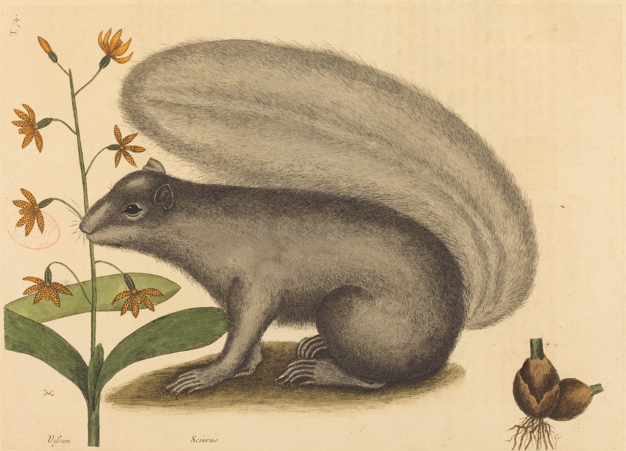 Das Graue Eichhörnchen (Sciurus cinereus) von Mark Catesby
