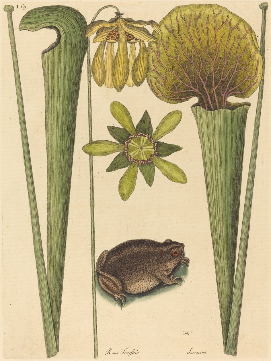 Die Landfrosch (Rana) von Mark Catesby