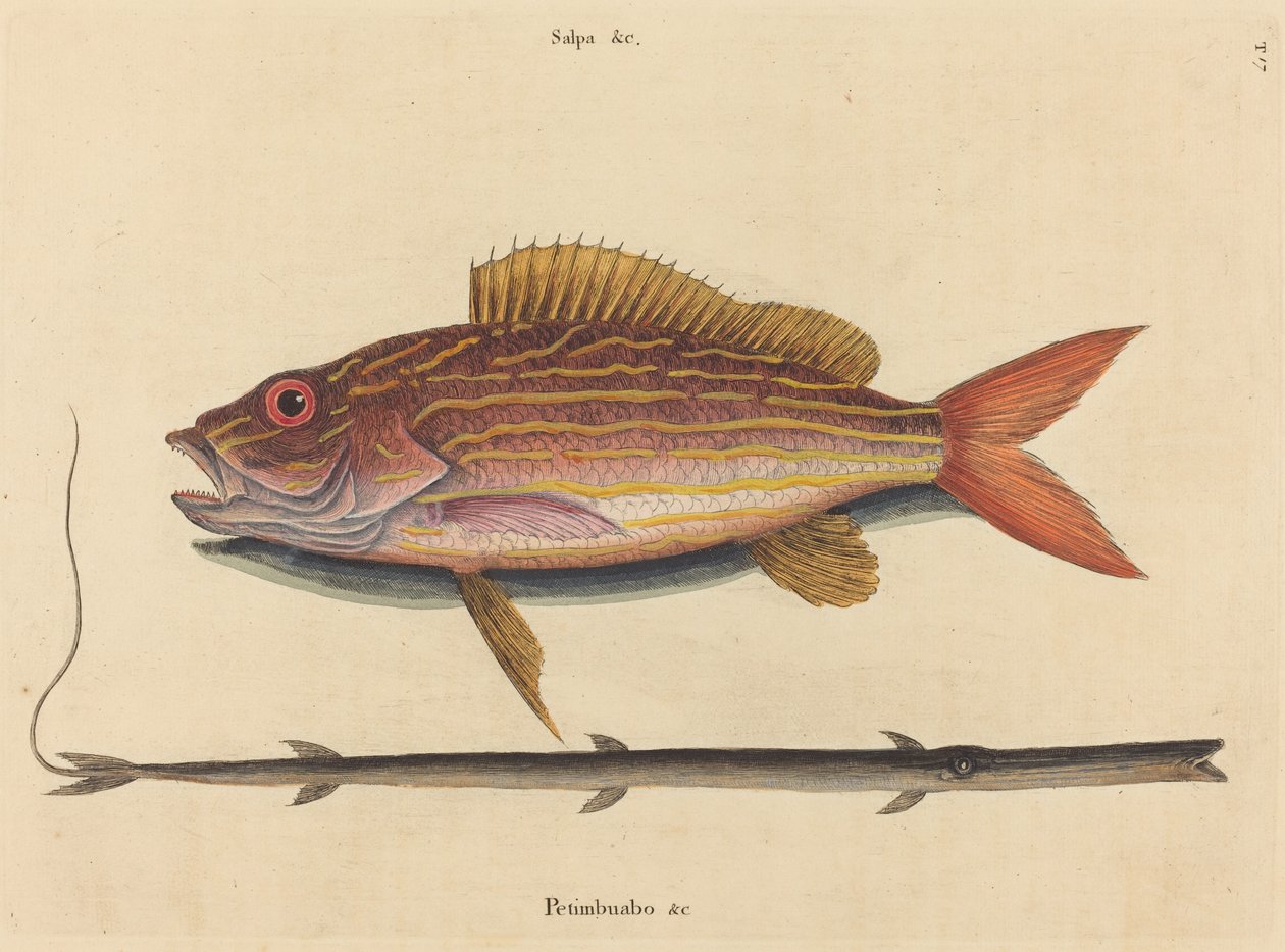 Der Lane-Snapper von Mark Catesby