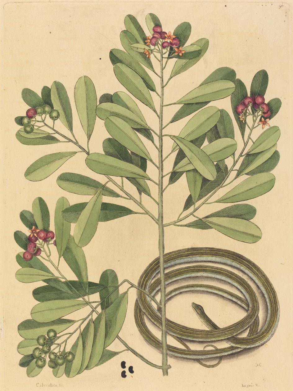Die Bänderschlange Coluber saurita, veröffentlicht 1731-1743 von Mark Catesby