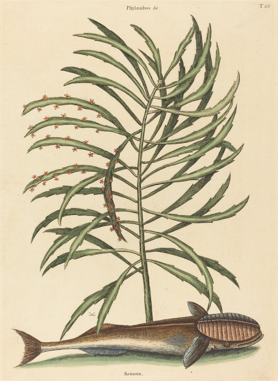 Der Saugnapf Fisch Echeneis naucratis, veröffentlicht 1731-1743 von Mark Catesby