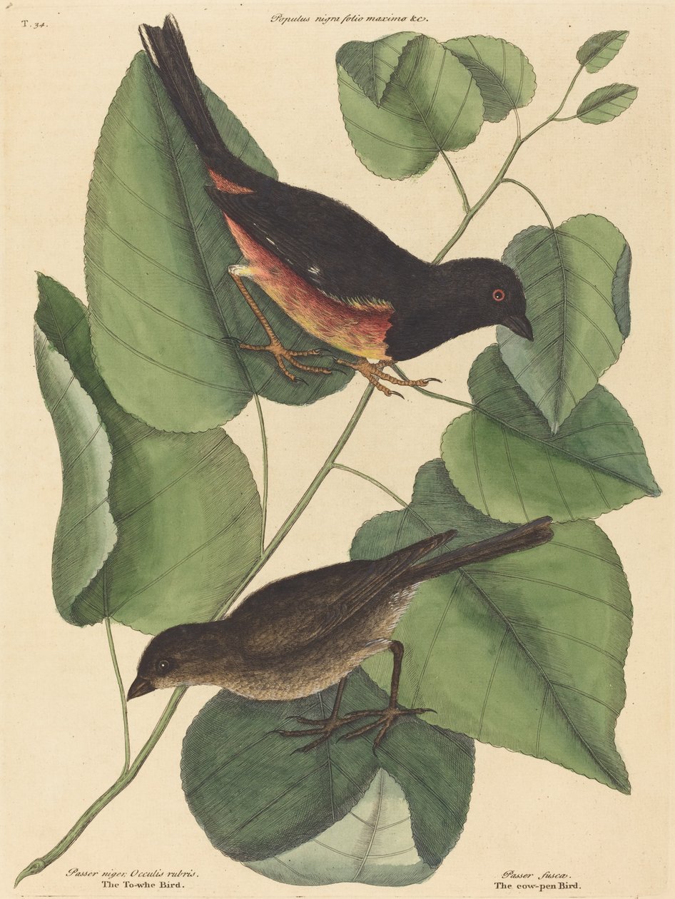 Der Towhe-Vogel (Fringilla erythrophthalma) von Mark Catesby