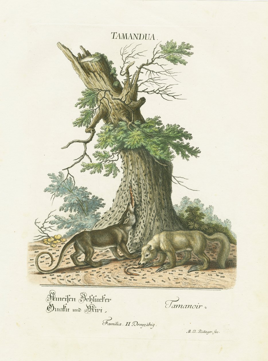 Kleine Ameisenbären unter einem Baum von Martin Elias Ridinger