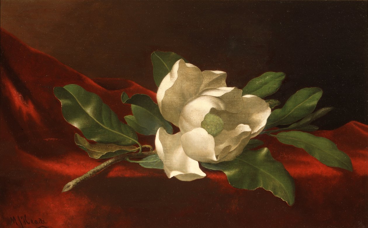 Magnolie, um 1885-95 von Martin Johnson Heade