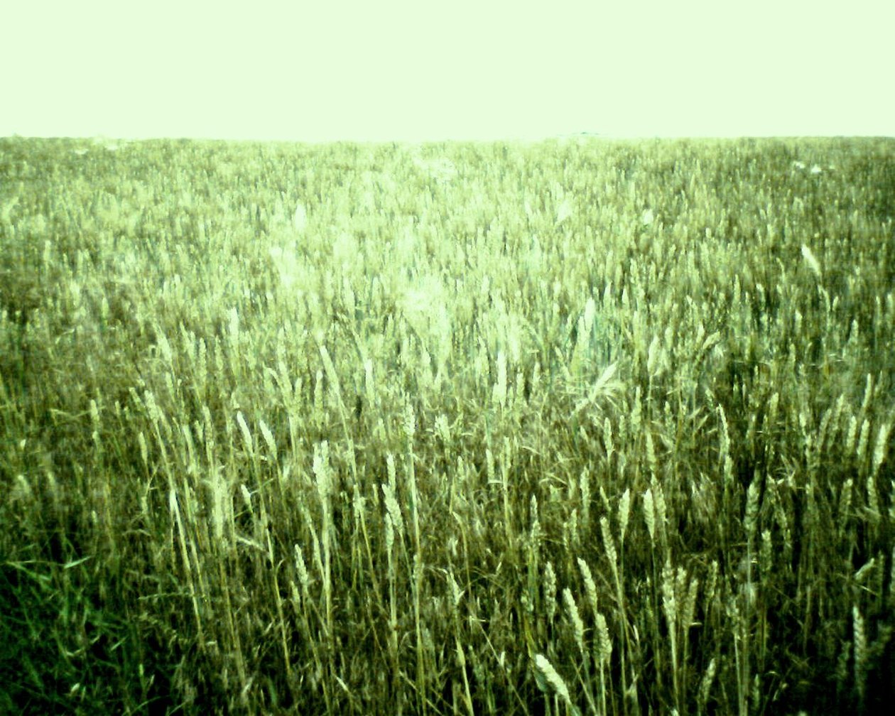 Blick auf das Sommerfeld von Martina Konitzky