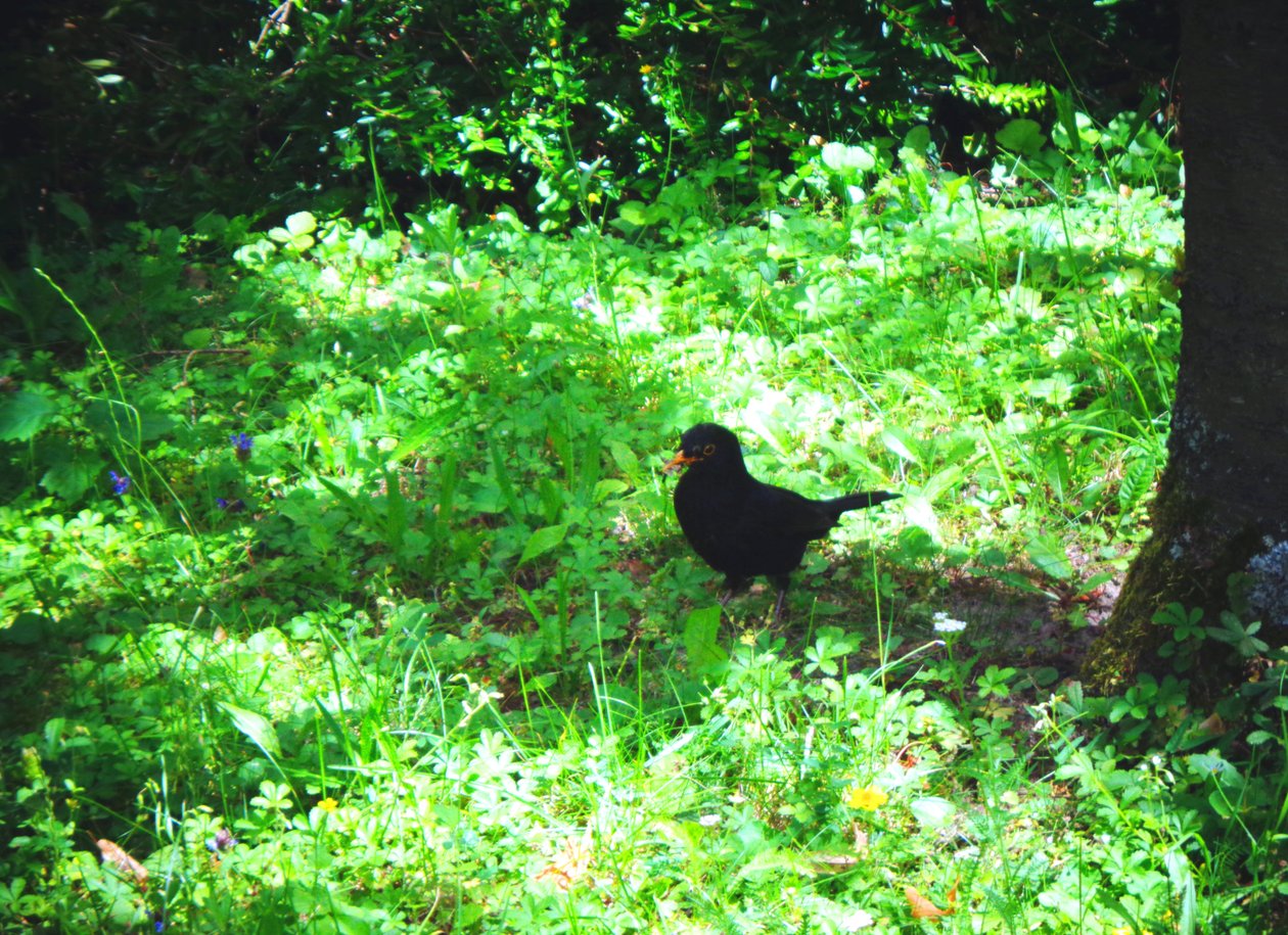 Die Amsel an einem Sommertag von Martina Konitzky