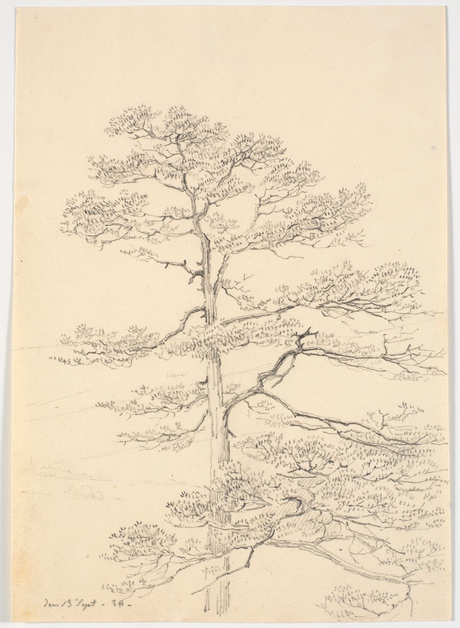 Eine Kiefer von Martinus Rørbye