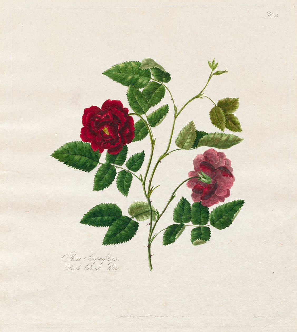 Eine Sammlung von Rosen aus der Natur: Dunkle China-Rose von Mary Lawrence
