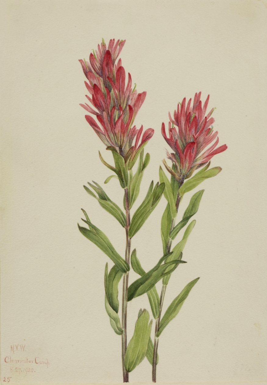 Alberta Malerpinsel Catilleja miniata von Mary Vaux Walcott