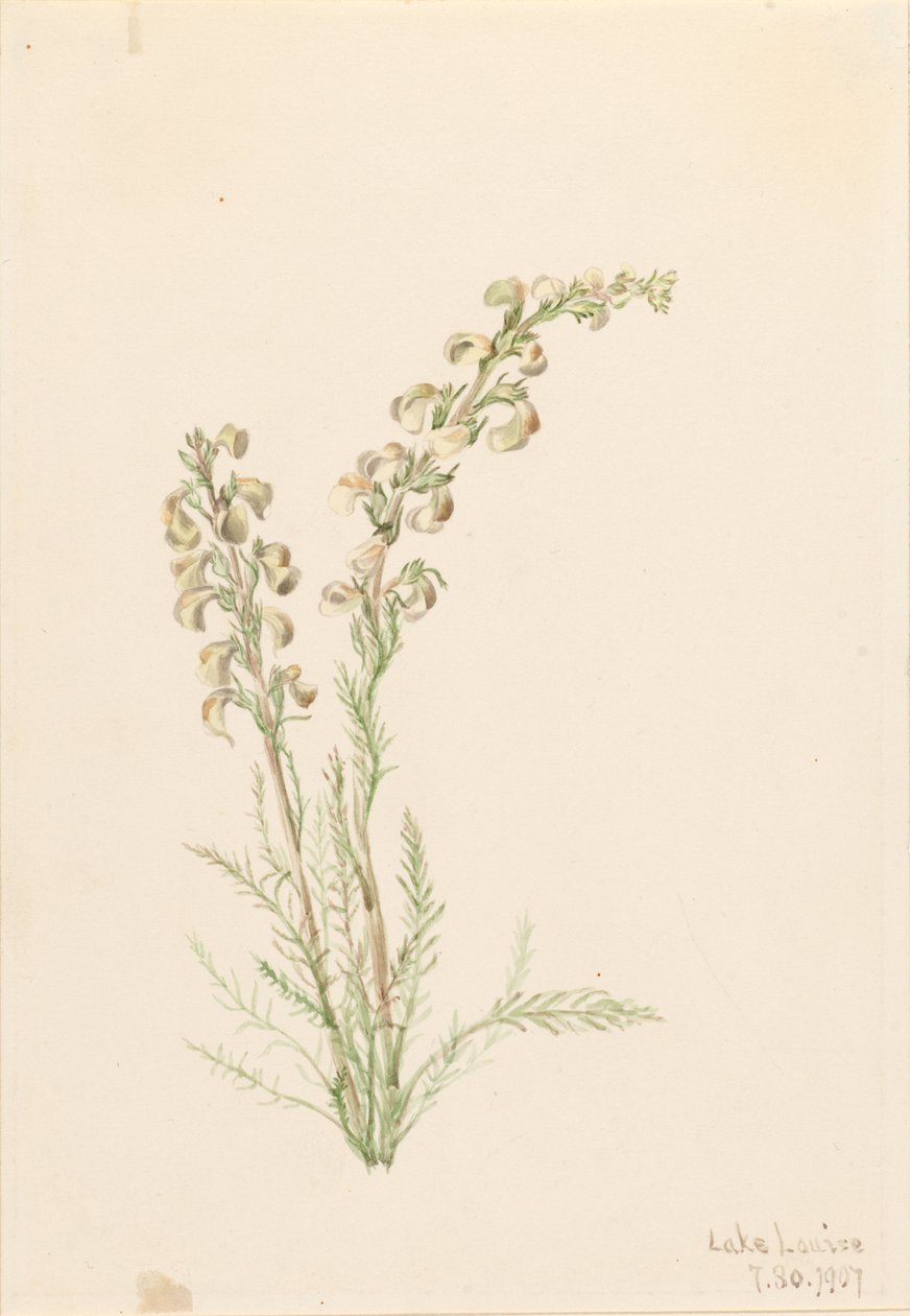 Alpines Farnleben (Pedicularis contorta) von Mary Vaux Walcott