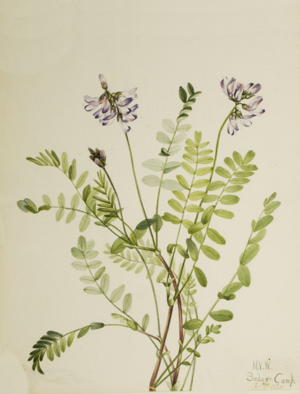 Alpen-Tragant Astragalus alpinus von Mary Vaux Walcott
