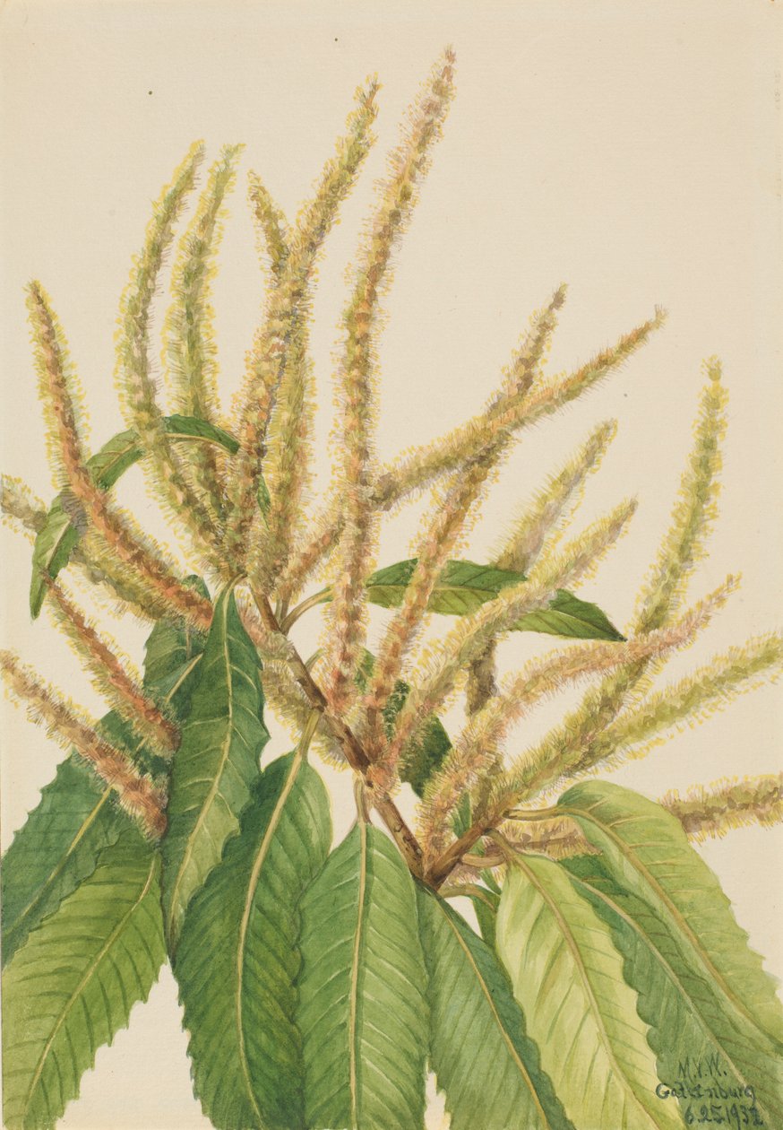 Amerikanische Kastanie (Castanea dentata) von Mary Vaux Walcott