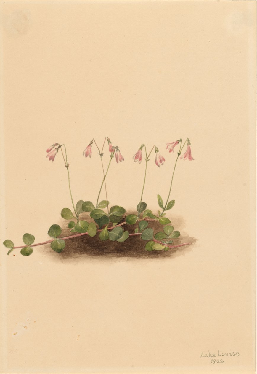 Amerikanische Zwillingblume von Mary Vaux Walcott