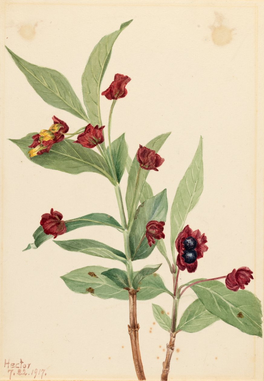 Bärentrauben-Geißblatt (Lonicera involucrata) von Mary Vaux Walcott