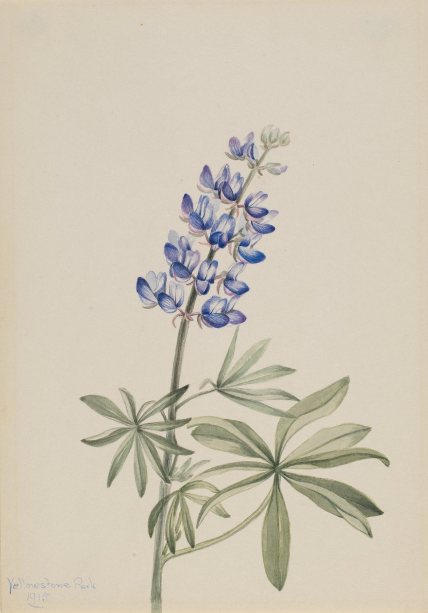 Blauer Lupine Lupinus argenteus, 1915 von Mary Vaux Walcott