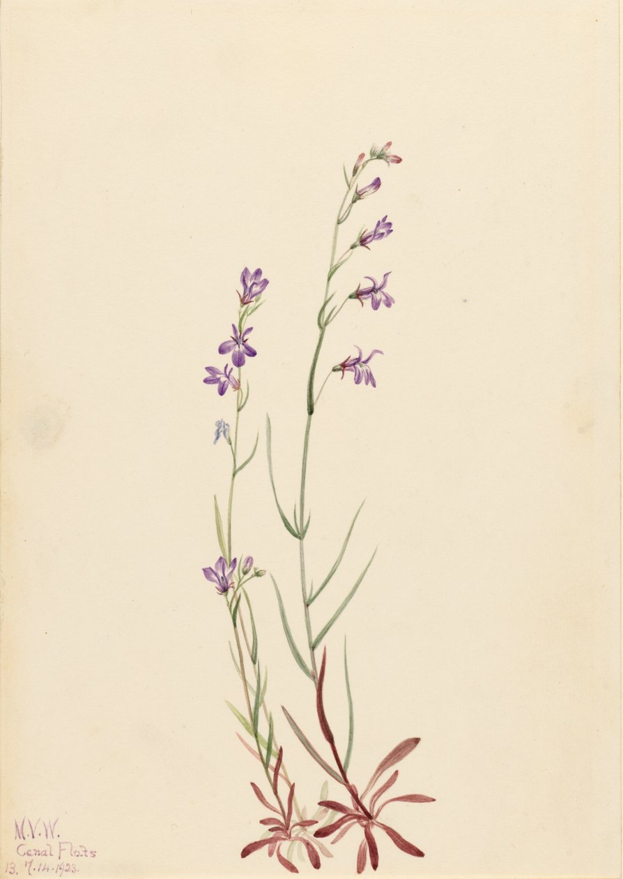 Bach-Lobelie (Lobelia kalmii) von Mary Vaux Walcott