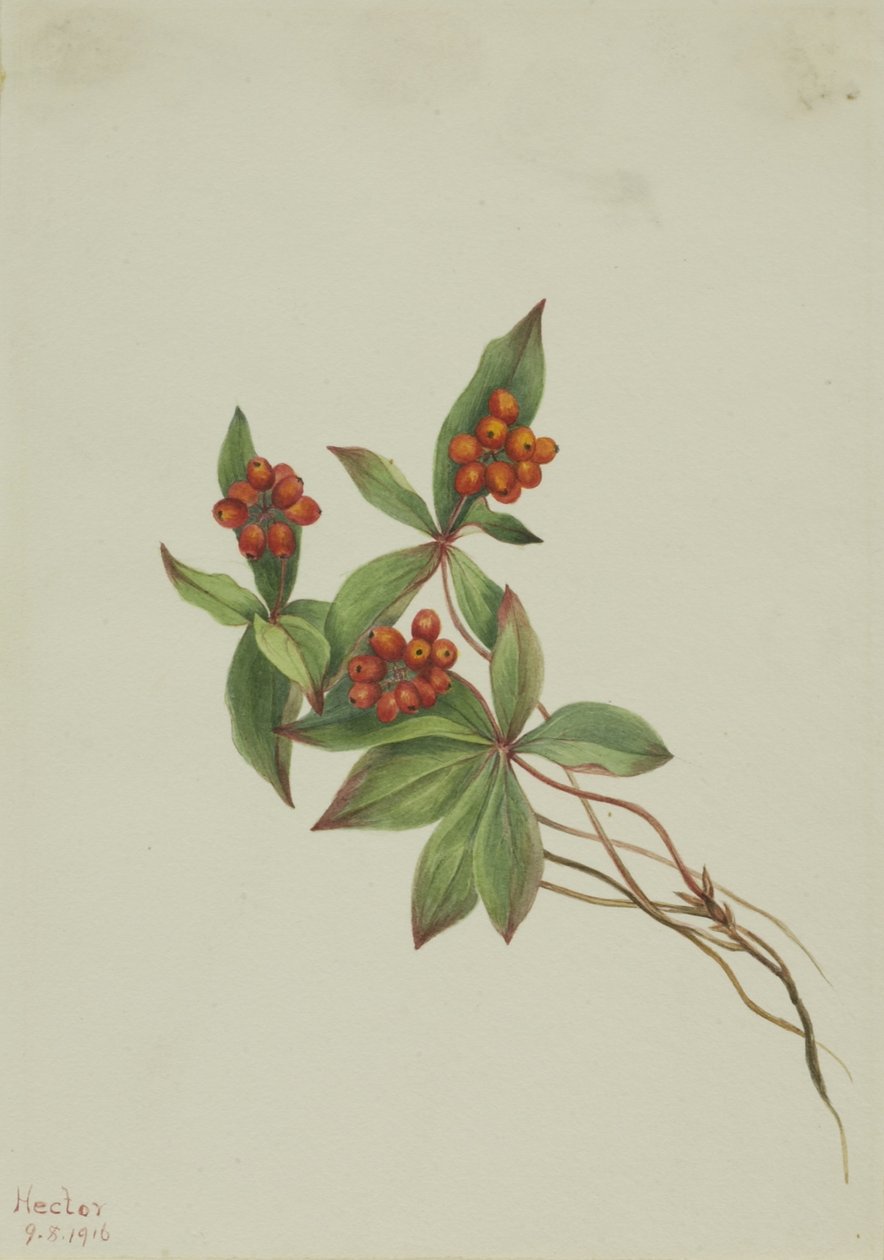 Knäuelbeere (Cornus canadensis) von Mary Vaux Walcott