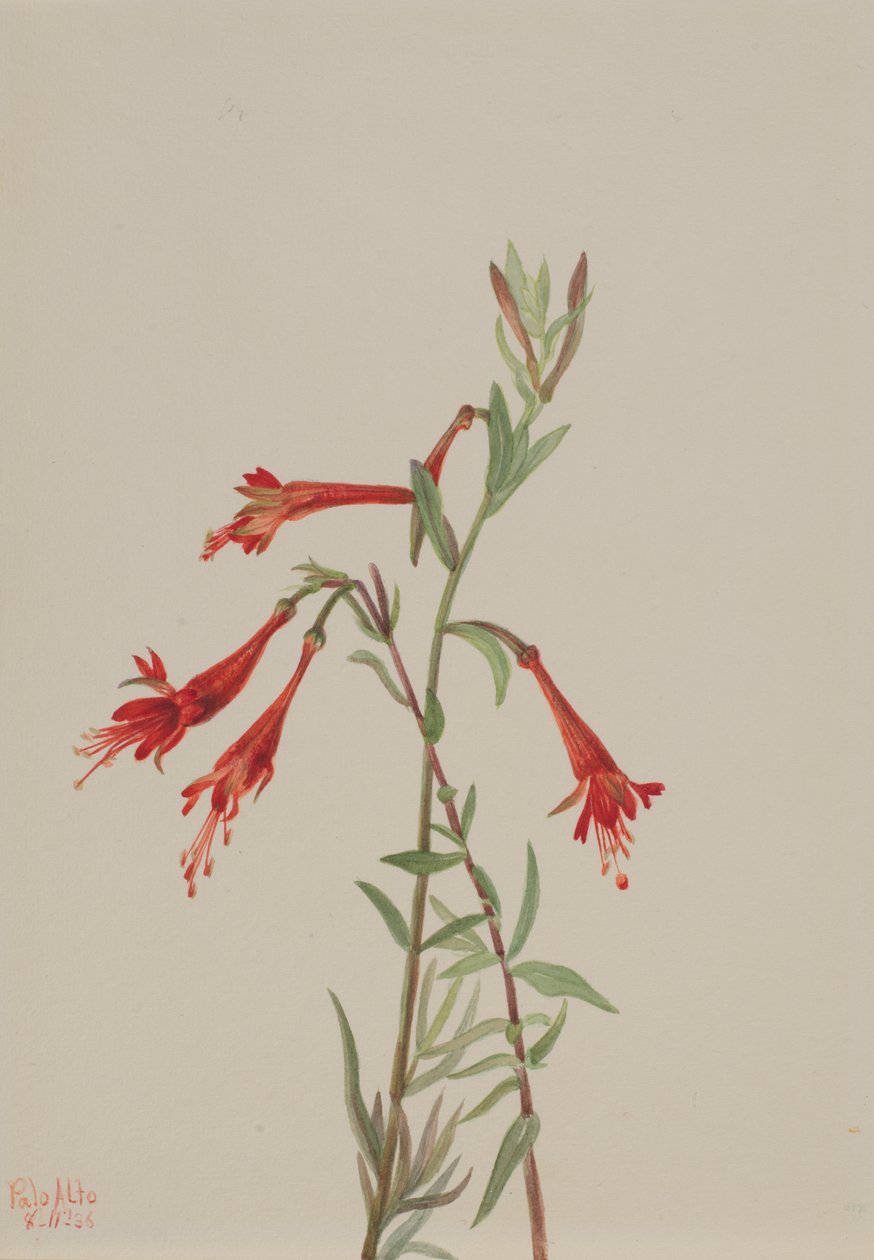 Kalifornische Fuchsie Zauschneria californica, 1936 von Mary Vaux Walcott