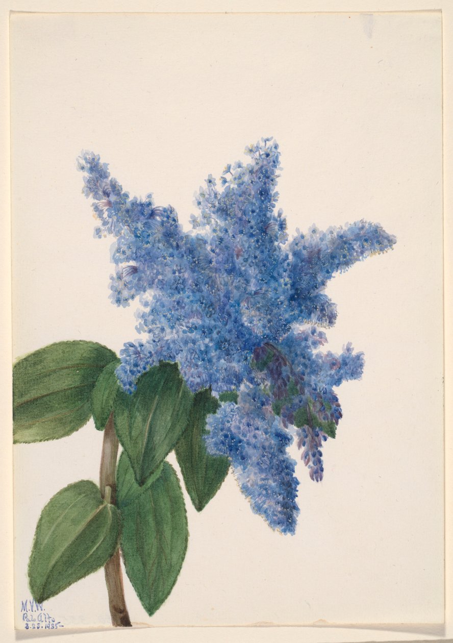 Kalifornischer Flieder (Ceanothus thyrsiflorus) von Mary Vaux Walcott