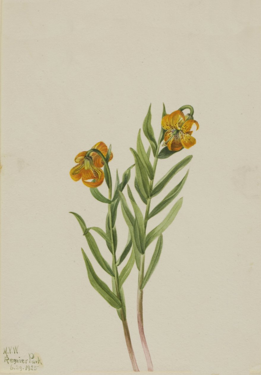 Columbia-Lilie Lilium columbianum, 1925 von Mary Vaux Walcott