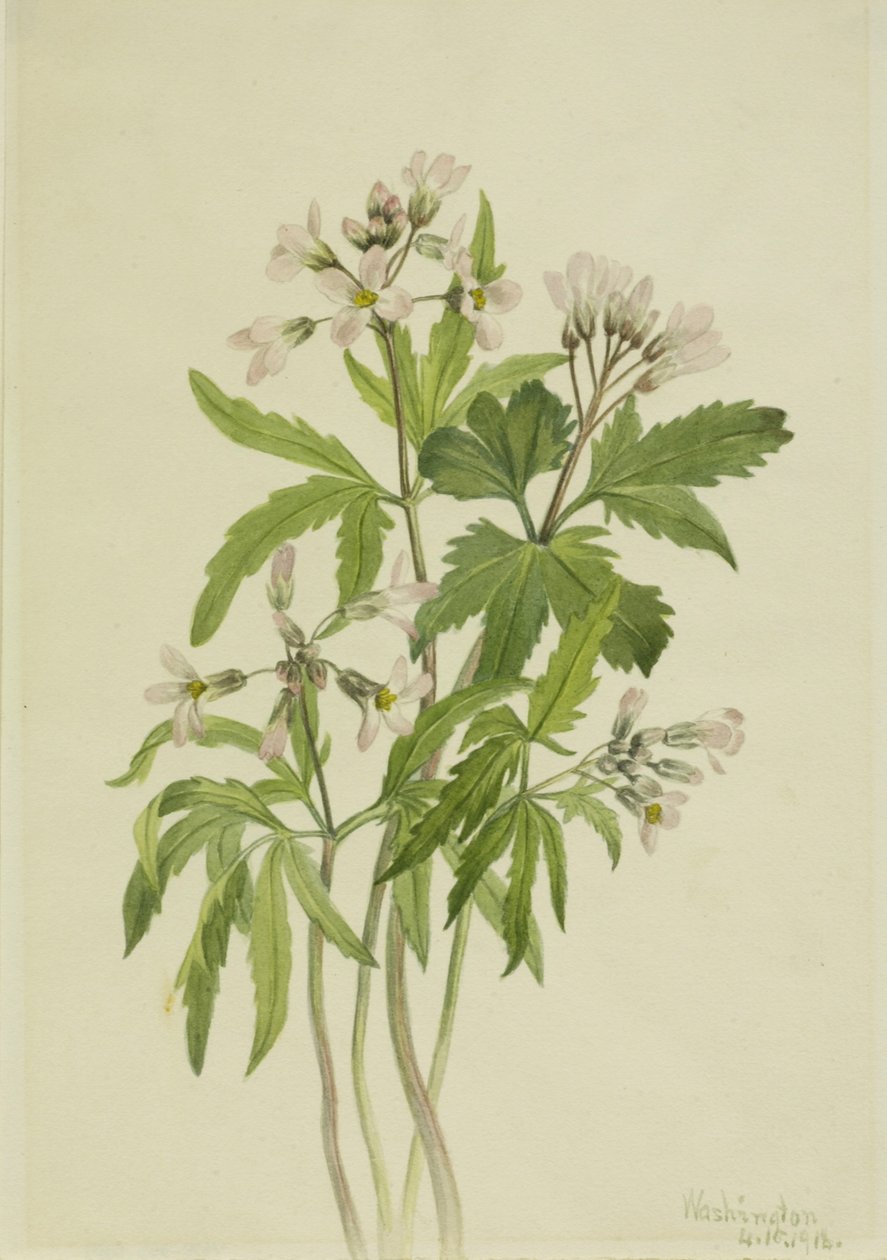 Zahnwurz (Dentaria laciniata) von Mary Vaux Walcott