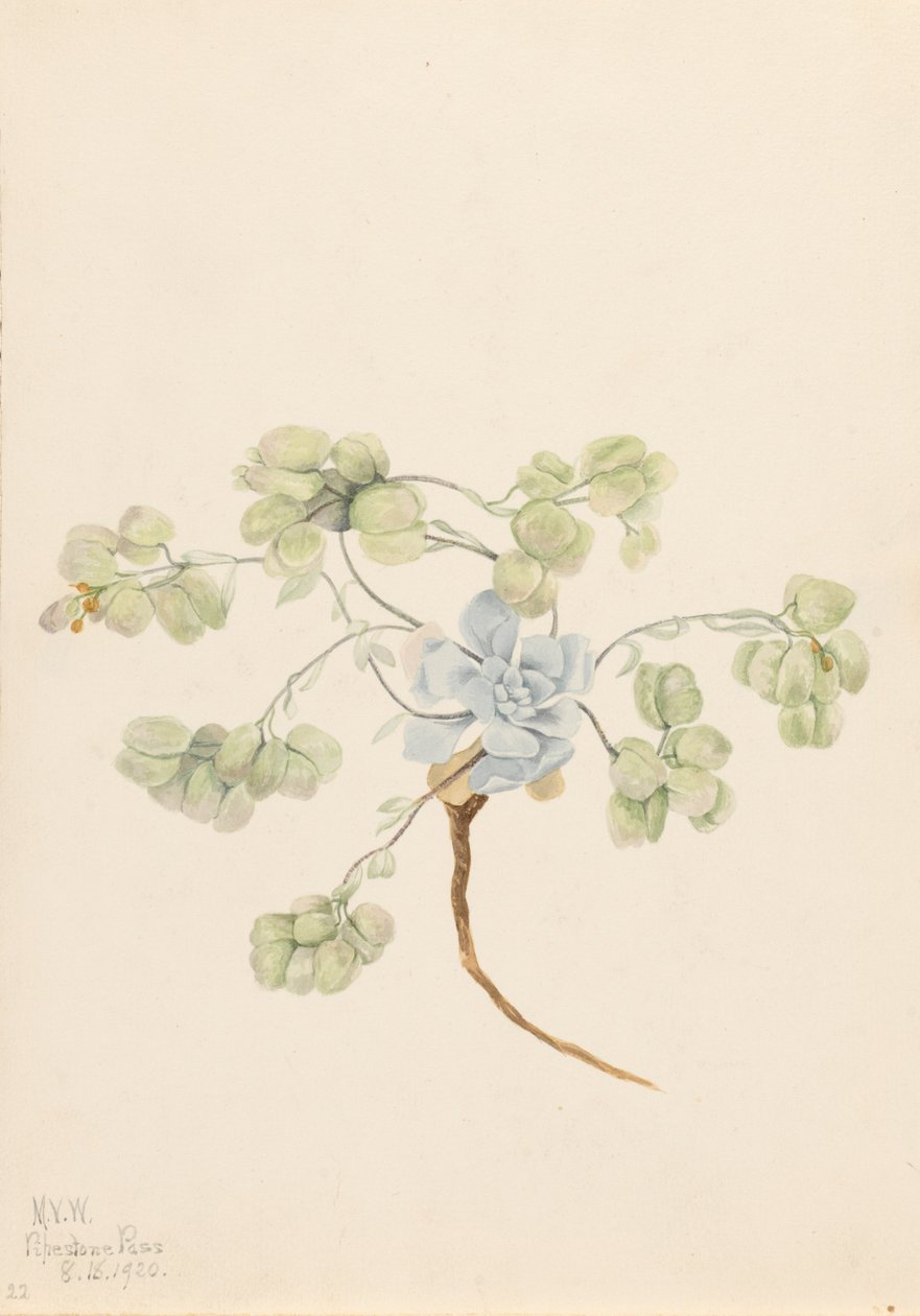 Doppelte Blasenkapsel Physaria didymocarpa, 1920 von Mary Vaux Walcott