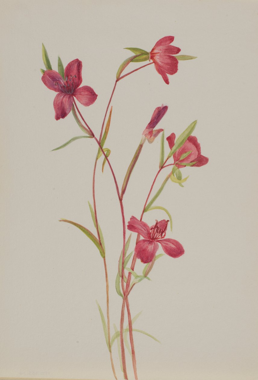 Abschied vom Frühling von Mary Vaux Walcott