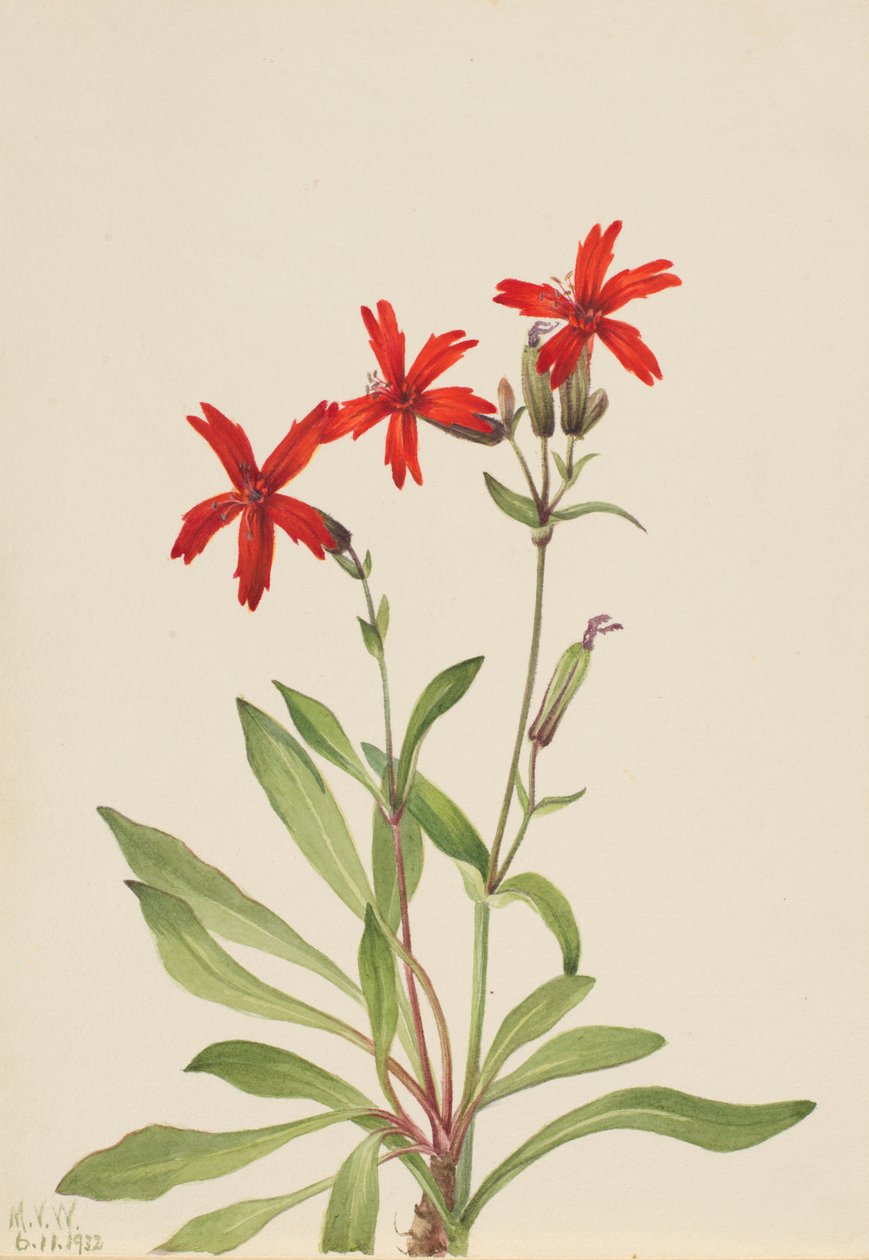 Feuerpink (Silene virginica) von Mary Vaux Walcott