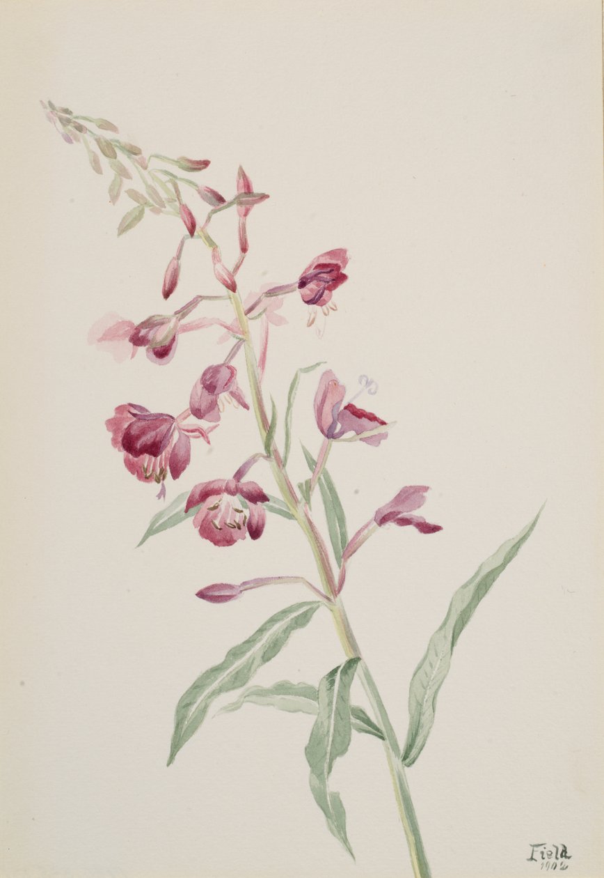 Schmalblättriges Weidenröschen Epilobium angustifolium, 1902 von Mary Vaux Walcott
