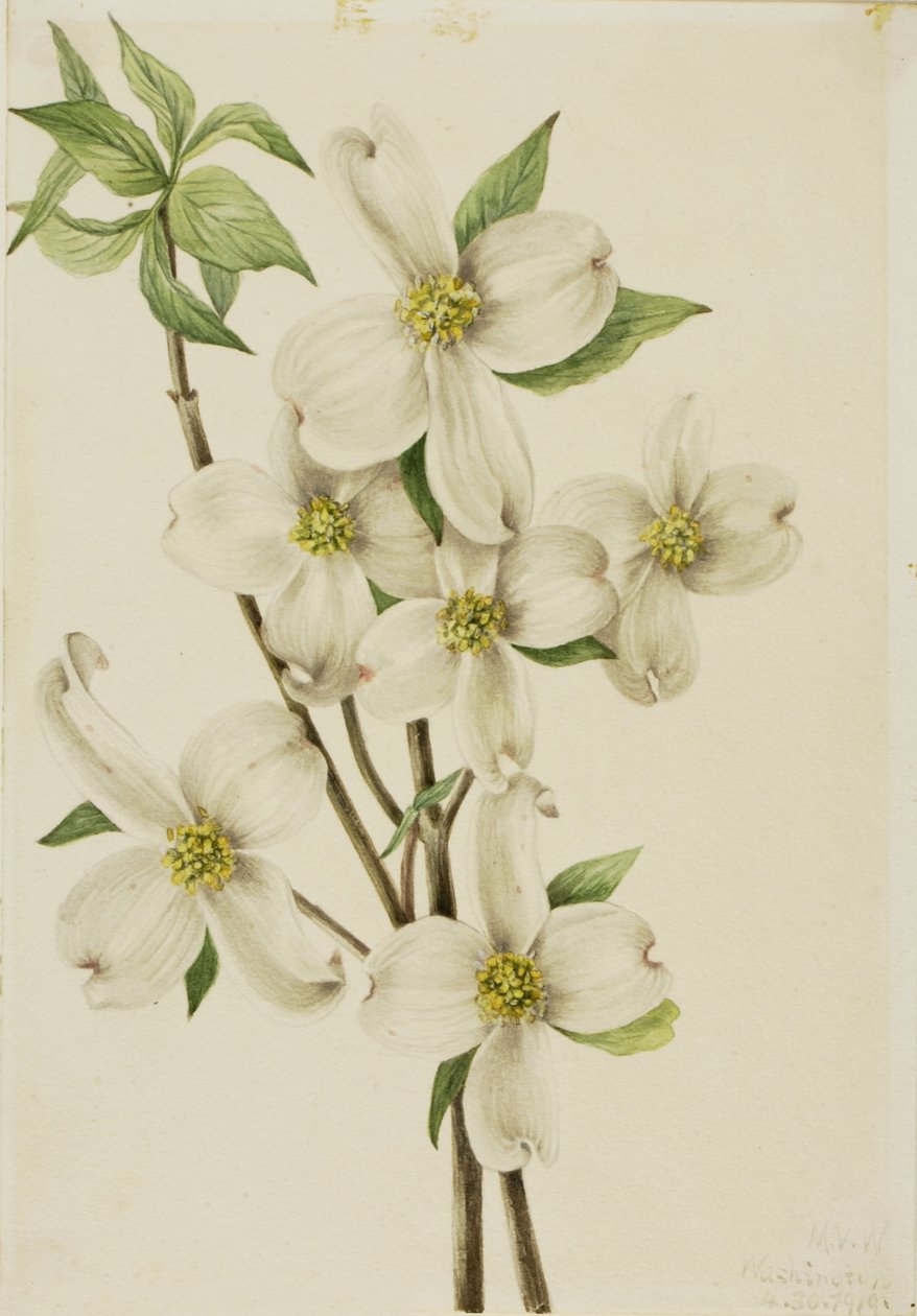 Blühender Hartriegel (Cornus florida) von Mary Vaux Walcott