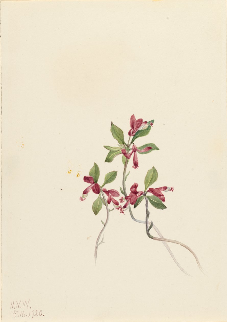 Fransige Polygala Polygala paucifolia, 1920 von Mary Vaux Walcott