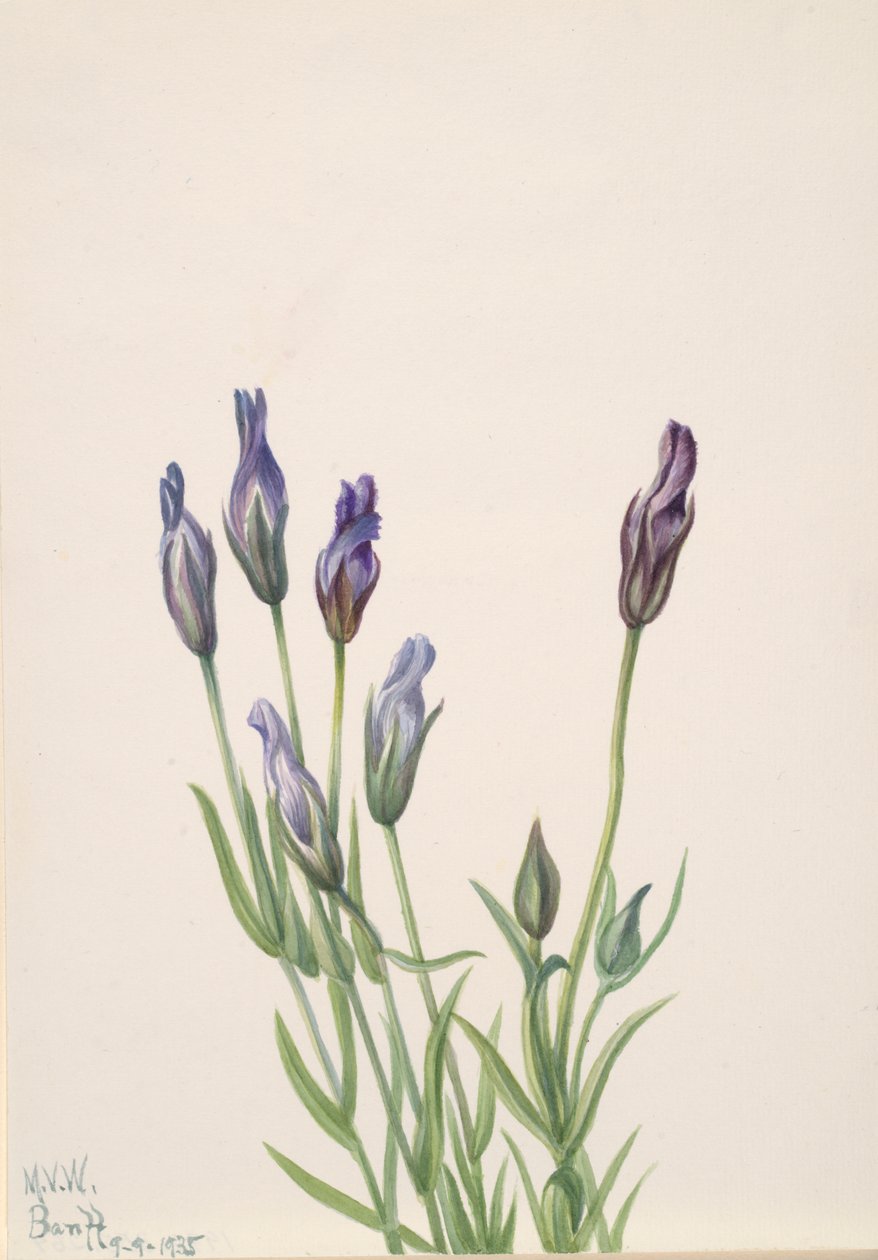 Enzian (Gentiana macounii), 1935 von Mary Vaux Walcott