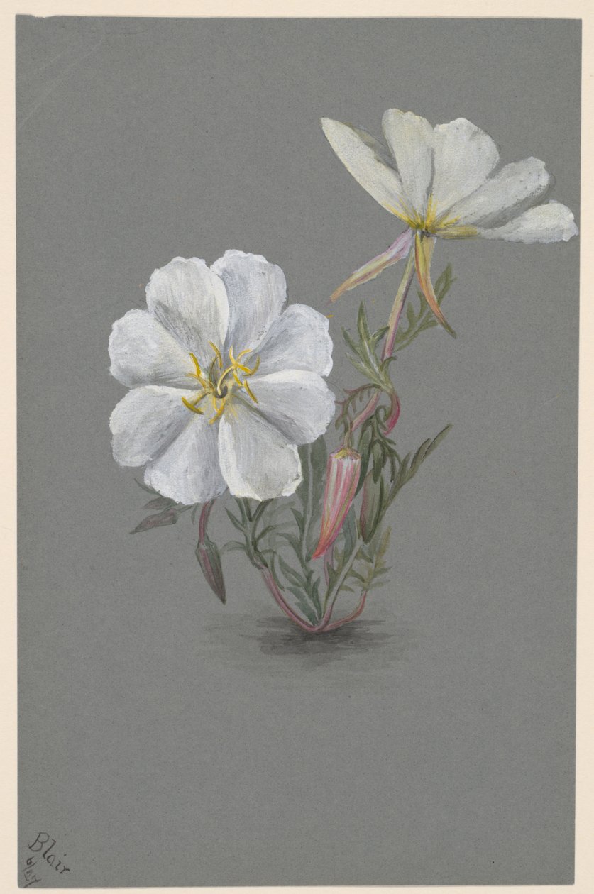 Riesen-Stendelwurz Epipactis gigantea von Mary Vaux Walcott