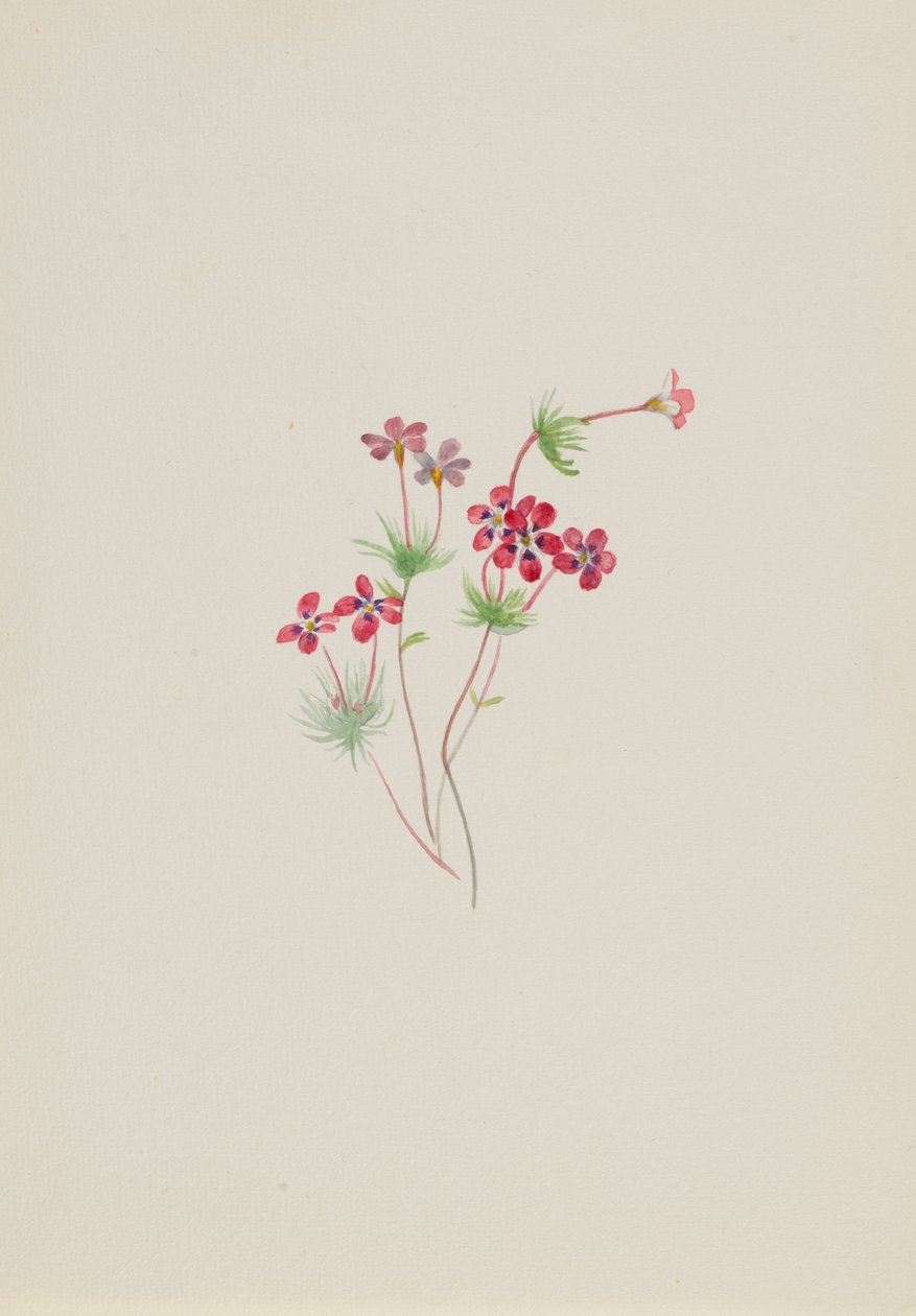 Gilia linanthus parviflorus von Mary Vaux Walcott