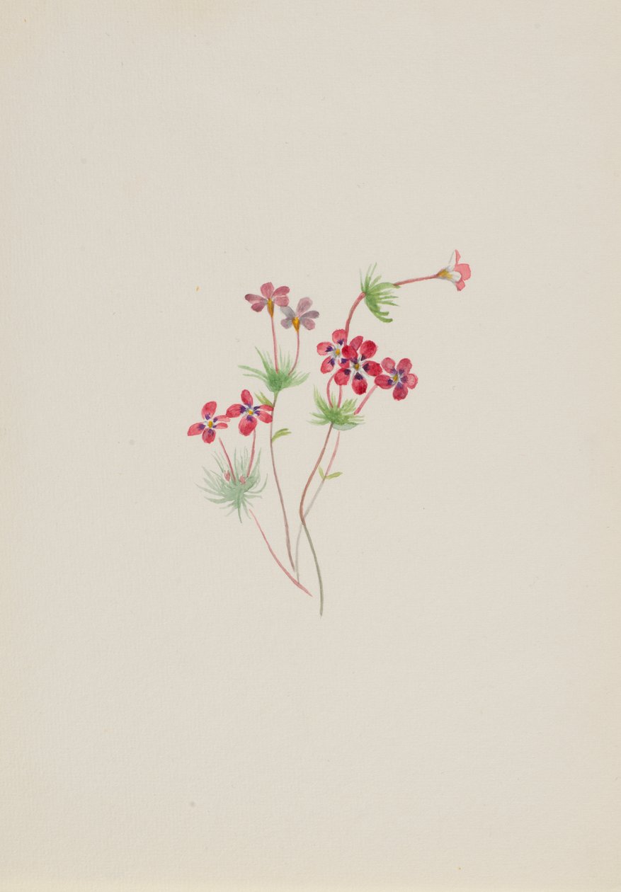 Gilia linanthus parviflorus von Mary Vaux Walcott